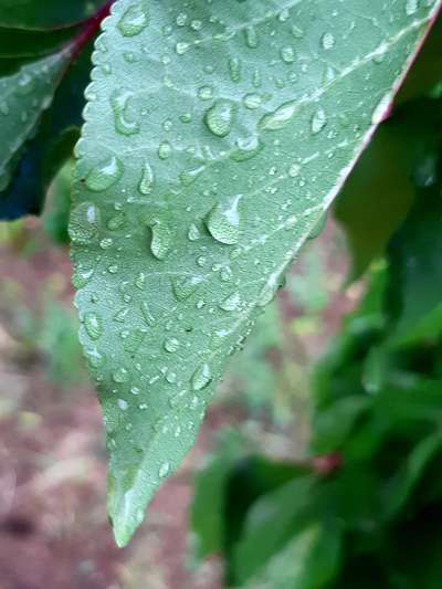 Zachytávate dažďovú vodu? 1_2