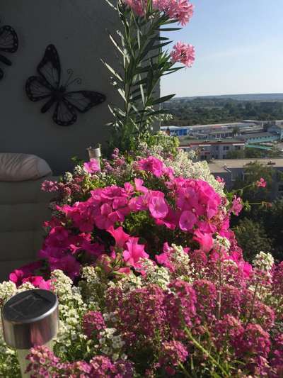 13 tipov ako zútulniť a zrenovovať svoj balkón - rastliny a kvety 7_7