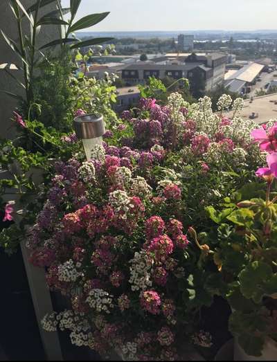 13 tipov ako zútulniť a zrenovovať svoj balkón - rastliny a kvety 7_8