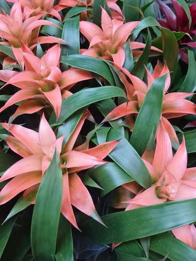 Bromélie, guzmanie -  druhy 3_2