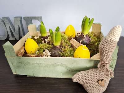 Hyacint a ako ho pestovať - 4 záver_1