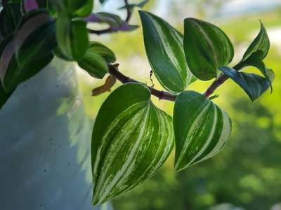 Tradescantia quadricolor