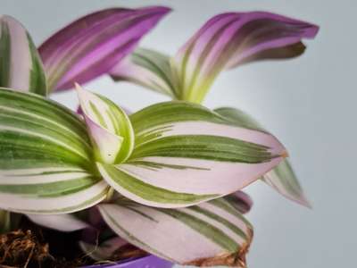 Tradescantia nanouk