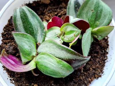 Tradescantia zebrina Violet Hill