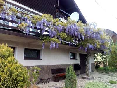 Visteria 1 - úvod_6