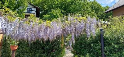 Visteria 6 - druhy_4