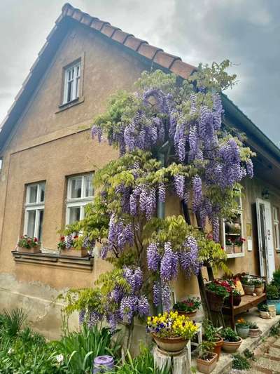 Visteria 4 - starostlivosť_1