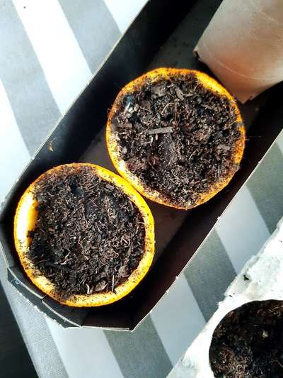 Ako ekologicky zasadiť semienka na priesady 2 - citrusy_4
