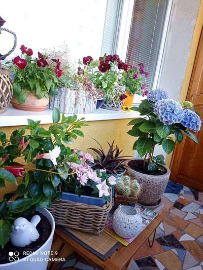 13 tipov ako zútulniť a zrenovovať svoj balkón - rastliny a kvety 7_11